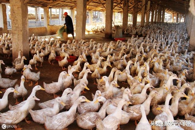 安徽的十大污染之一就是养鸭子，农村地区已经深受其害，有没有什么方法解决？插图2