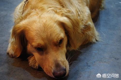 成年母金毛犬的喂养:我家金毛怀孕了，怎么喂养？ 成年金毛犬喂养方法
