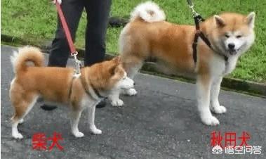 日本纯种秋田犬好养吗:柴犬就是日本的秋田犬吗？如何养？ 日本纯种秋田犬