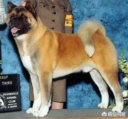 日本纯种秋田犬好养吗:柴犬就是日本的秋田犬吗？如何养？ 日本纯种秋田犬