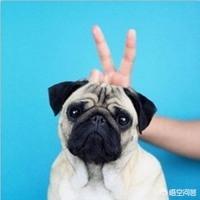 狗项圈有电的:狗狗耳螨需要戴项圈吗，狗狗耳螨戴项圈还会传染吗？