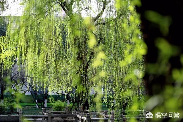 孟州滨河公园荷花花期多少天:孟州滨河公园赏荷花最好时间 河南有哪些赏花的好地方？