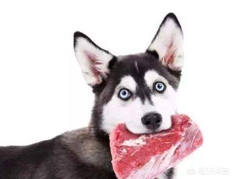 警犬狗起名字:我们常见的警犬是哪些狗狗？