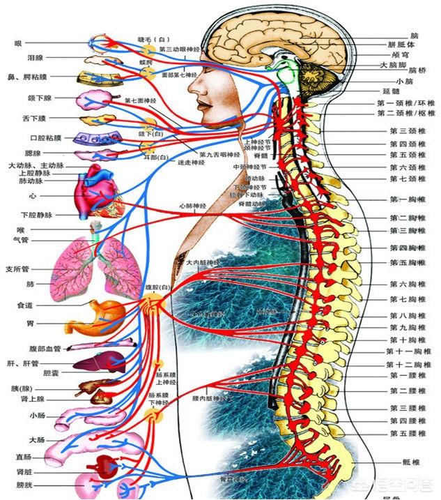 脊椎病的症状:颈椎病分几种？表现是什么？