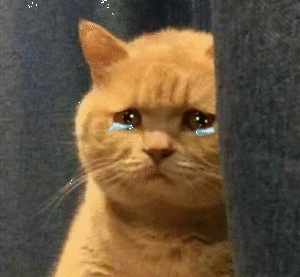 捉猫猫攻略:猫和老鼠如何玩猫变得更强？
