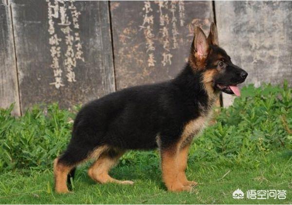 德国牧羊犬训练视频:如何培养赛级德国牧羊犬幼犬的闷步？