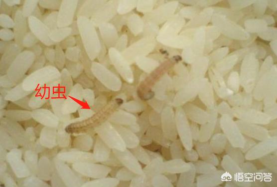 象鼻虫是怎样获得配偶的，米放久了会出现的虫子从哪里来的