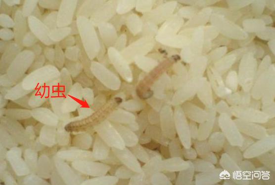 蚕宝宝图片:米放久了会出现的虫子从哪里来的？
