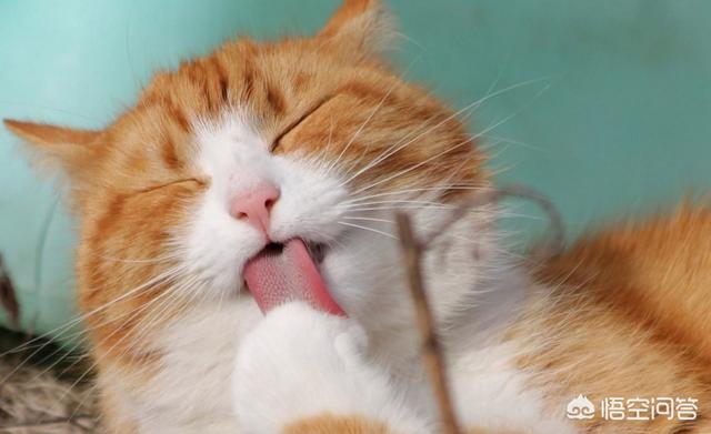 猫泛白细胞减少症传染:猫咪呕吐不止一次有危险吗？