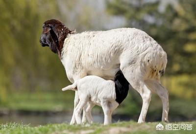 产后无奶的山羊几天可以下奶:刚下崽的母山羊的奶憋回去之后什么时候能再怀孕？