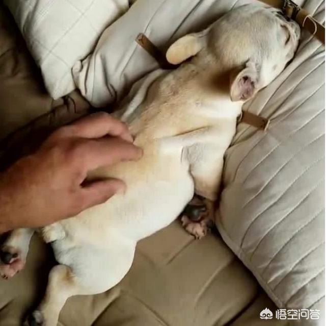 法斗犬如何训练:准备养一只斗牛犬，有什么需要注意的问题吗？