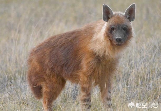 非洲鬣狗,非洲鬣狗和斑点鬣狗怎么区分？