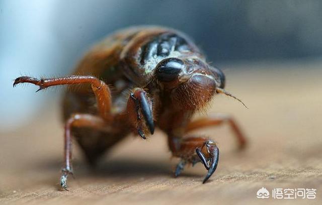 头条问答 - 农村捉知了猴不小心被知了猴嘴巴扎破手指,会中毒身亡吗?