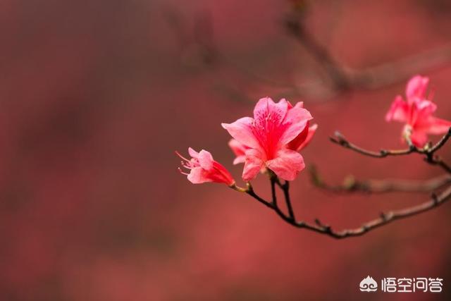 李先念子女:妈妈很节俭总是偷偷吃剩饭剩菜，该怎么办？