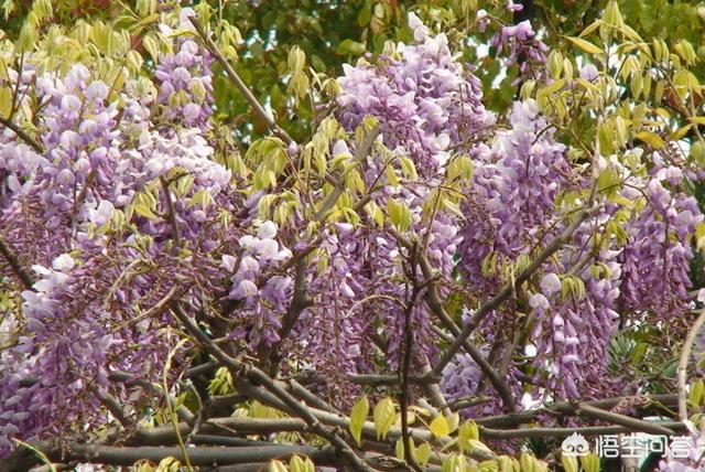 紫藤花花语是什么，紫藤花种植后一般几年才能开花河南省能种吗