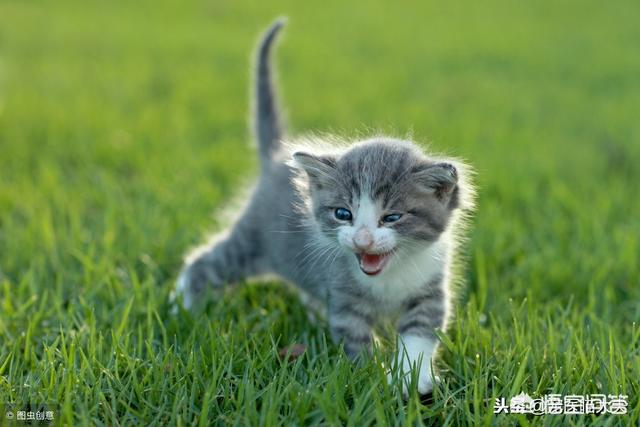 猫白血病:家养的猫咪该注射什么疫苗？