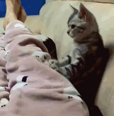 吸猫什么意思啊:吸猫什么意思啊怎么还有罪 为什么有的人天生就会被猫咪亲近呢？