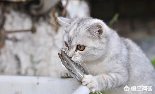 猫咪绝育后照片:猫绝育后脸变小了，公猫绝育后脸变尖怎么办？