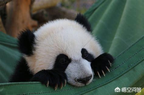 国外知道棕色大熊猫:外国人真的很喜欢大熊猫吗？
