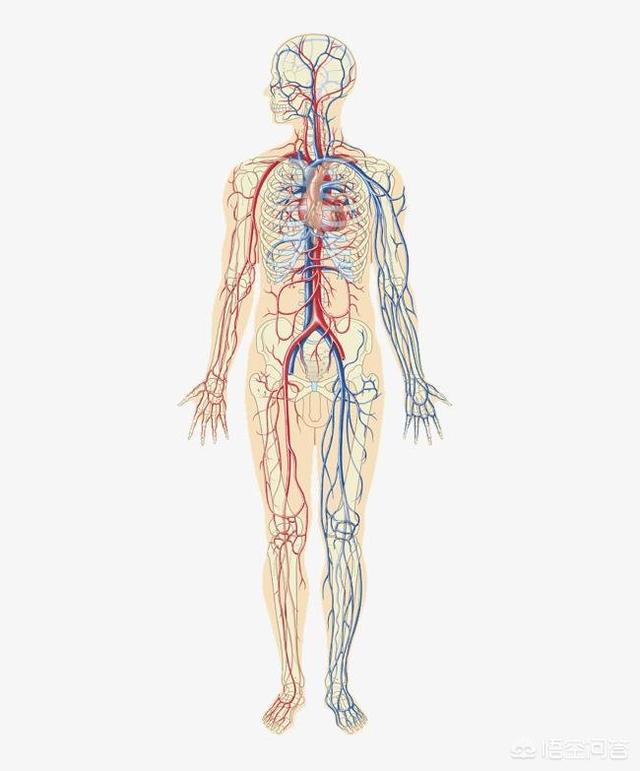 动脉和静脉的区别在哪里