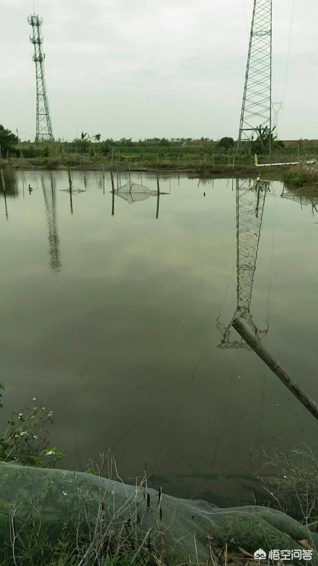 长毛鱼:水塘里养鱼为什么身上长毛？