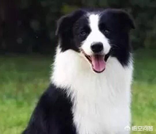 金毛狗翻肠子怎么办:金毛狗翻肠子怎么救活 狗狗翻肠了，一天不吃东西，不喝水怎么办？