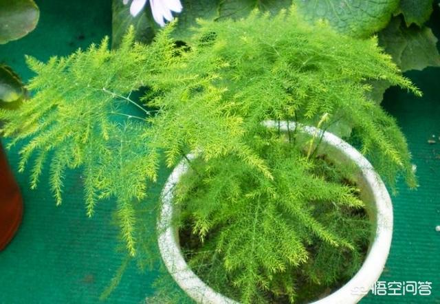 文竹的作用:文竹的作用与功效 文竹怎样养啊它需要阳光吗？