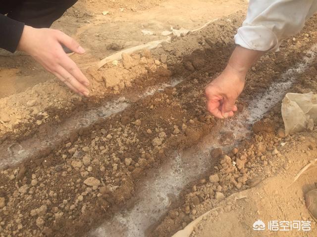 苗会良:中药材(佛手),如何种植才高产?未来几年市场会怎样?