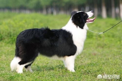 减肥边境牧羊犬吃什么:适合边境牧羊犬的零食有什么，牧羊犬吃什么零食好？