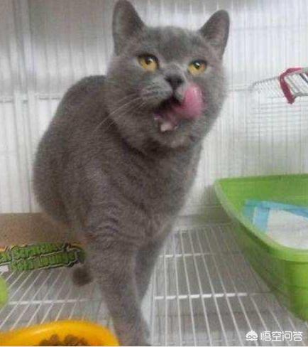给英短吃的猫饭:英国短毛猫吃什么猫粮好？