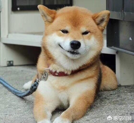 为什么哈士奇智商不高:有专家指明哈士奇智商超过边牧，是真的吗？