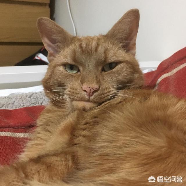 地下吸猫到底是什么意思:东阳三男子爱猫成瘾，深夜偷猫又亲又抱，你有何看法？