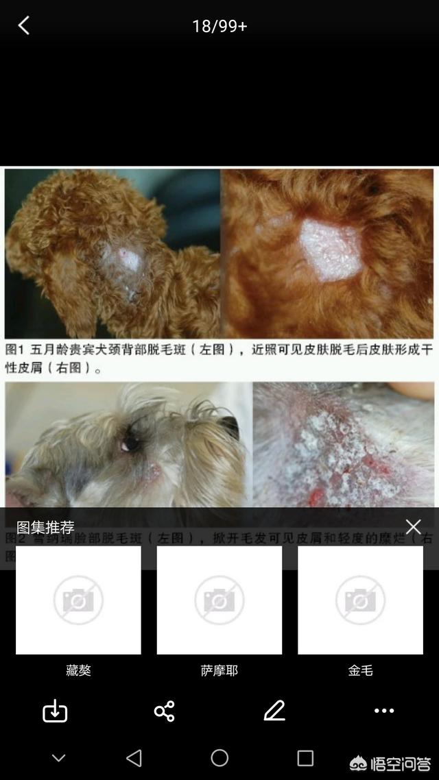 萨摩耶背部脱毛: 萨摩犬掉毛是缺营养吗，狗狗掉毛怎么办？