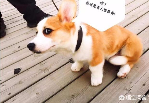 深海水族馆 柯基价格:小柯基犬的价格一般是多少钱？