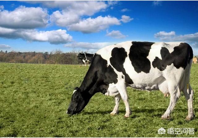 一只奶牛多少钱:在农村养一头奶牛一年有多少收入？