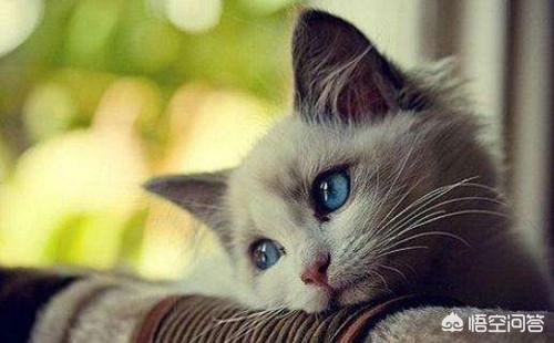布偶猫图片:布偶猫感冒了能好吗，猫咪感冒怎么办？布偶猫感冒会传染吗？ 布偶猫图片唯美