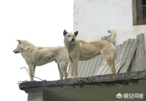 史上最忧郁的狗狗:哪些狗狗生活的自理能力很差？