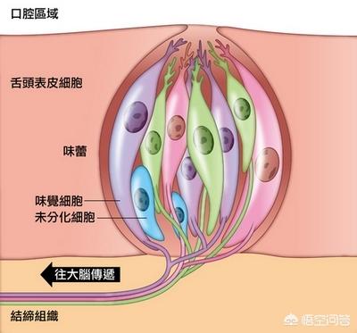 酸甜苦辣味蕾分布图图片