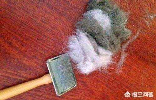 三文鱼边角料做猫饭:猫猫掉毛多吗？大家都是怎么处理的，有没有什么建议？