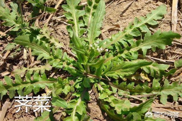 你认识野菜吗？这种野菜可以食用吗？