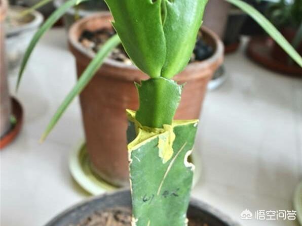 假昙花如何扦插:假昙花什么时候扦插成活率高 春季繁殖花卉苗木有哪几种方法，如何来做你知道吗？