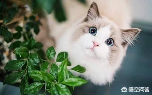 布偶猫吧的人有病:养一对布偶猫每月大约要花多少钱？ 布偶猫有病吗
