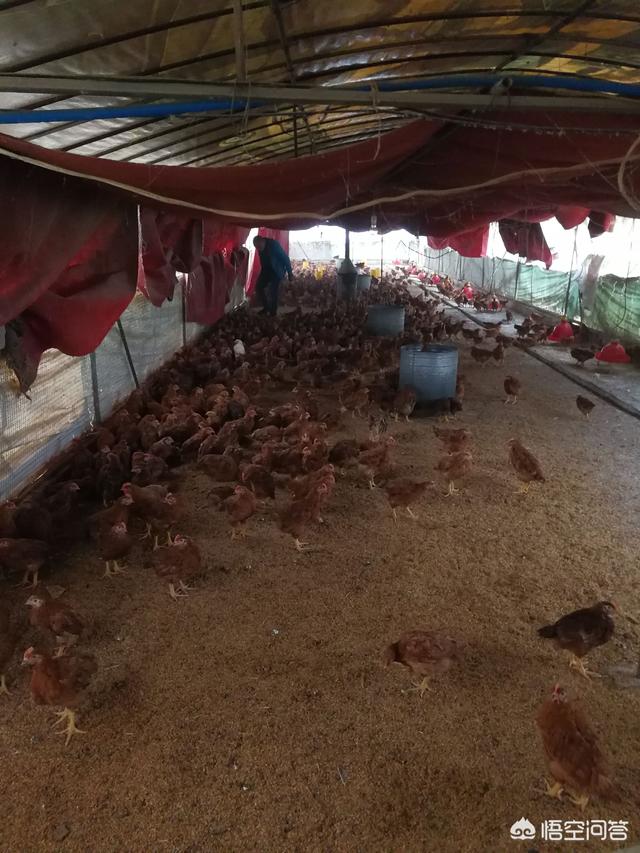 鸡感冒吃什么药好的快了:鸡感冒了吃什么药效果最好 小鸡感冒和球虫怎么治疗？
