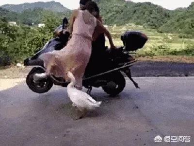 家养大鹅的祖先:为什么农村里养的一些鹅爱追着人跑是什么原因