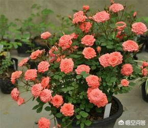 月季花的栽培和管理:月季花的栽培与管理 春季月季发芽后如何管理，才能开花多且颜色艳丽好看？