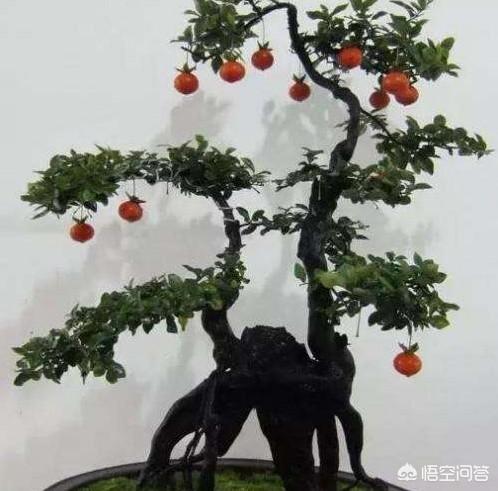 怎样养金弹子？