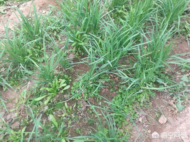 韭菜怎么施肥？