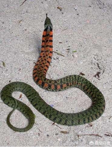 鸡冠蛇原型图片