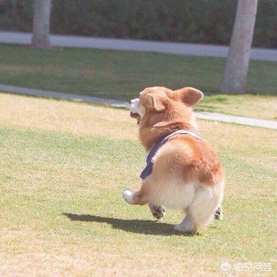 柯基断尾需要准备什么:饲养柯基犬要注意哪些误区？