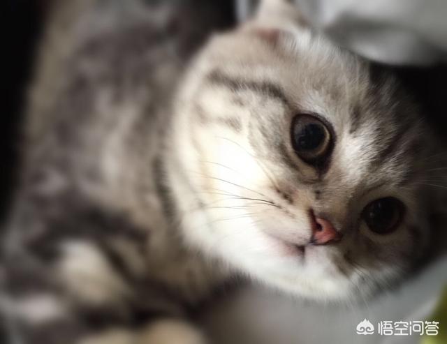 我们家猫咪快要生了，跟前跟后的一直望着我叫，给猫粮也不吃了。是什么原因？插图30